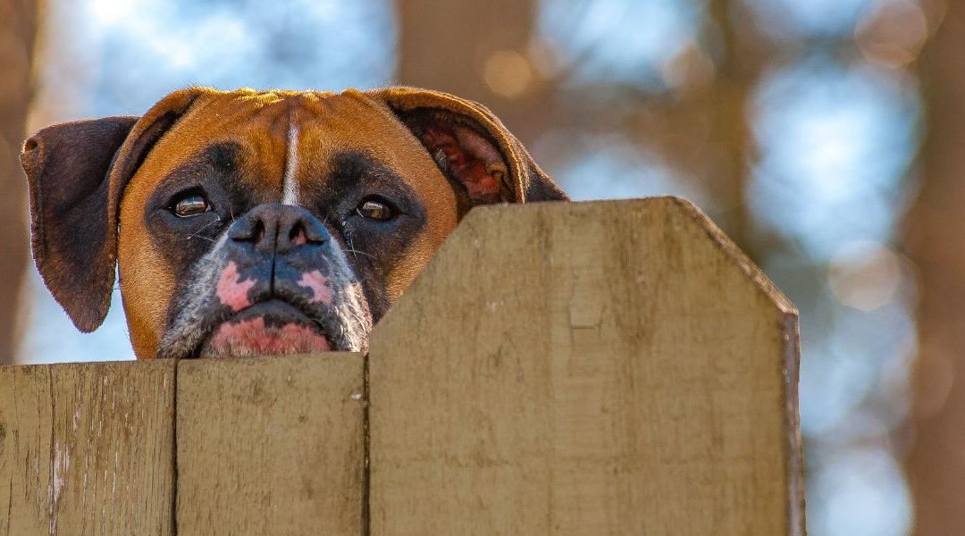 Cute dog looking over a fence